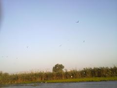 delta vara